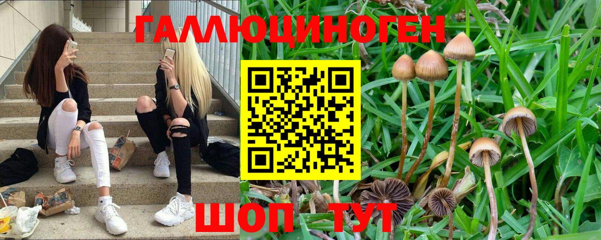 Галлюциногенные грибы Psilocybine cubensis Шатура
